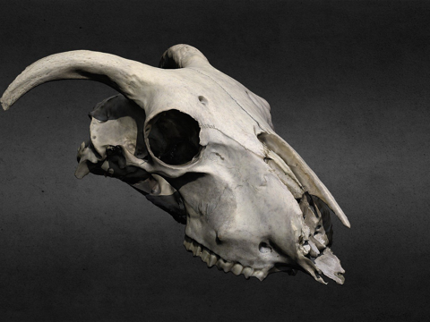  绵羊头骨3d模型 