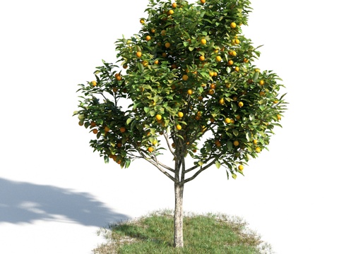  树 花草 植物3d模型 