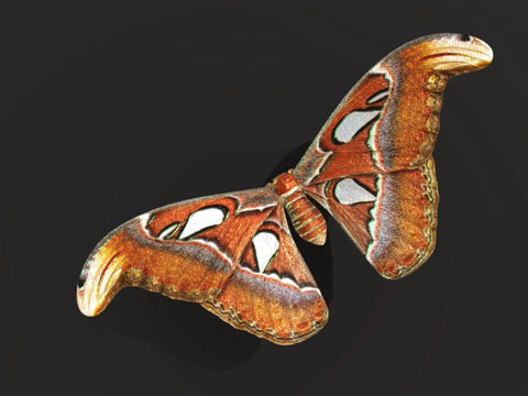  阿特拉斯蛾蝴蝶蛾3d模型 