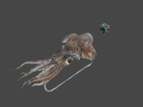  CC0莫氏耳乌贼3d模型 