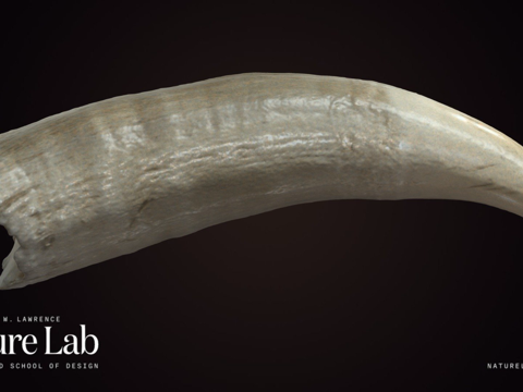  鲸鱼牙齿3d模型 