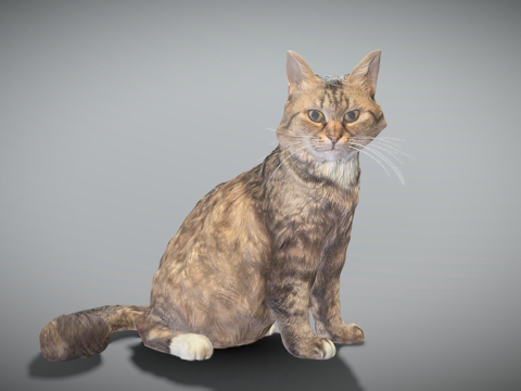  蓬松猫283d模型 