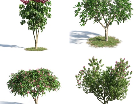  树 花树 红花树 大树 高树 园林植物 人工植被 景观树3d模型 