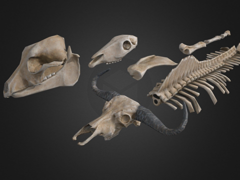  动物骨骼3d模型 