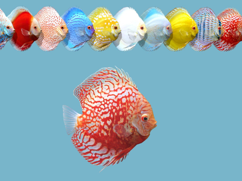  铁饼游戏资源10个动画3d模型 