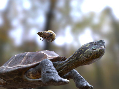  龟脸抱水虫3d模型 