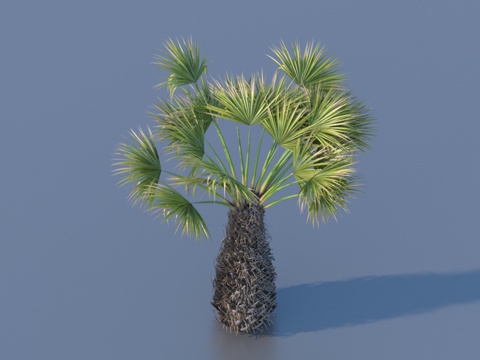  糖椰子 椰子树 热带植物3d模型 