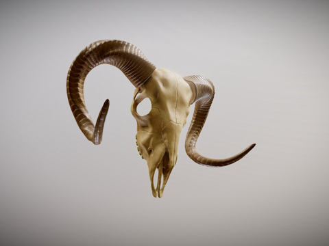  公羊头骨3d模型 