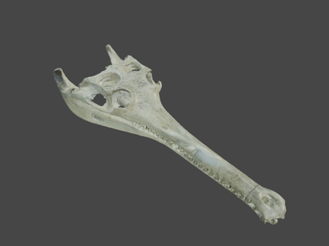  鳄鱼头骨3d模型 