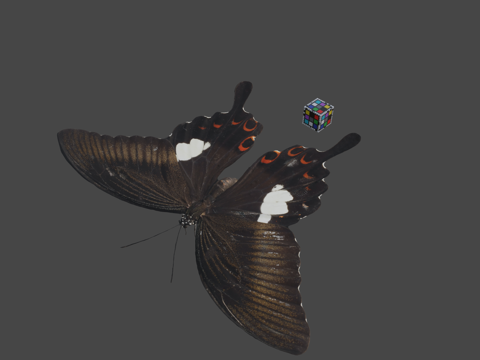  CC0日本大凤蝶大型燕尾蝶3d模型 