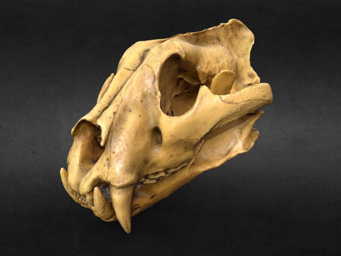  老虎头骨3d模型 