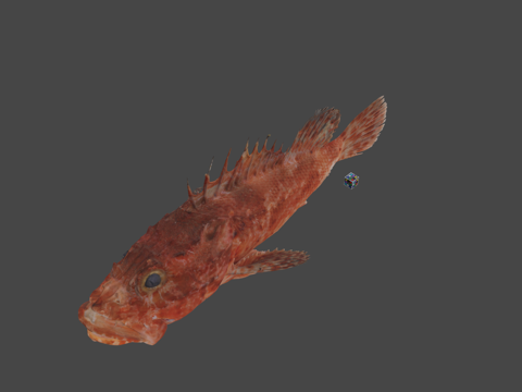  CC0伊豆鲉鱼3d模型 