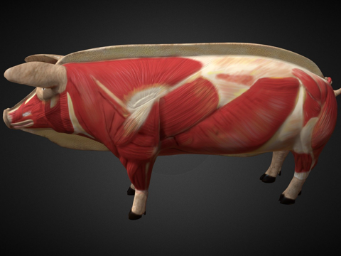  猪CG模型3d模型 