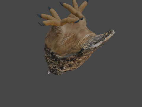  雕鸮雕鸮3d模型 