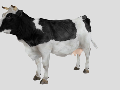  奶牛3d模型 