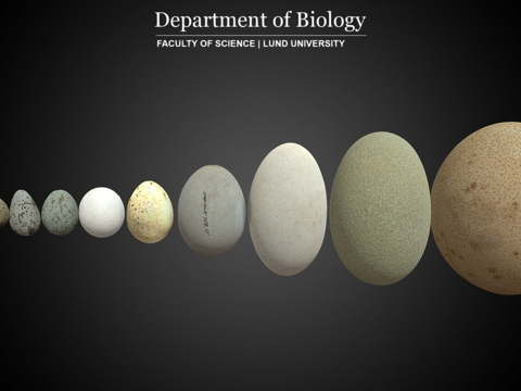  蛋类收藏3d模型 