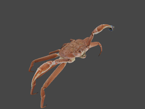  CC0雪蟹3d模型 