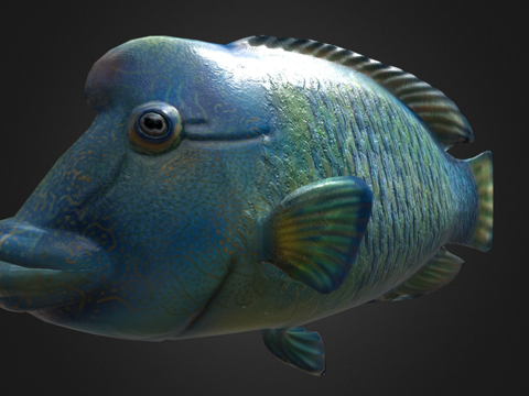  隆头鱼绑定3d模型 