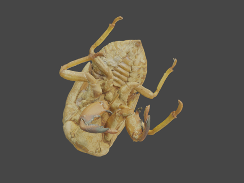  熊蝉蜕壳3d模型 
