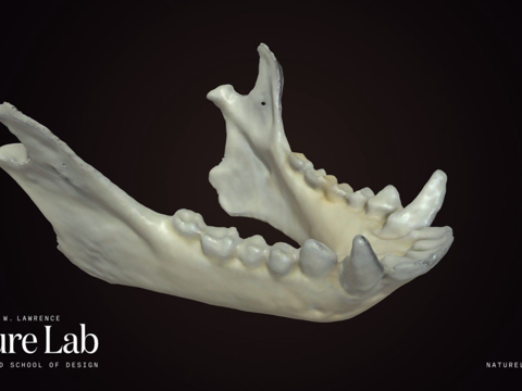  狨猴颌骨3d模型 