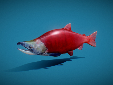  索基先生3d模型 