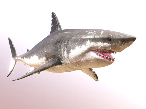  低多边形白垩刺甲鲨3d模型 