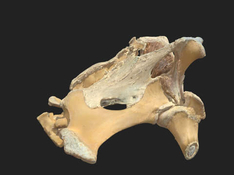  肌肉骨盆马3d模型 