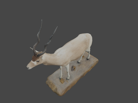  アダックス剥製 曲角羚标本NSMTM320673d模型 