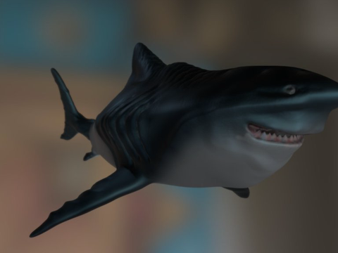  鲨鱼3d模型 