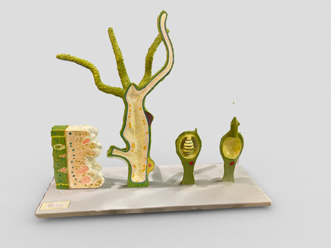  水螅淡水息肉3d模型 