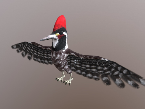  啄木鸟3d模型 