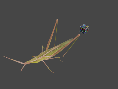  CC0东亚飞蝗东方长头蝗3d模型 