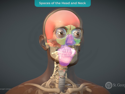  头颈空间解剖3d模型 