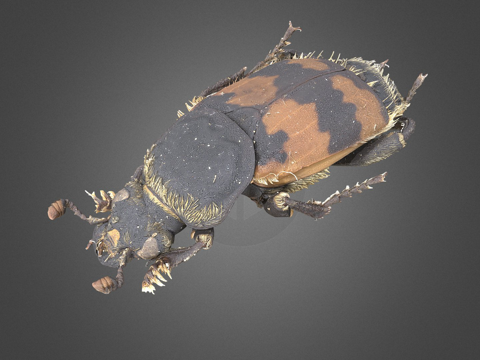  埋葬甲虫自然历史数字档案DiNArDa3d模型3d模型 