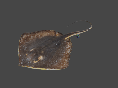  CC0赤魟雌红魟半尾魟3d模型 