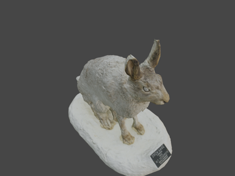  NSMTM32036 雪鞋兔 雪鞋野兔 标本3d模型 