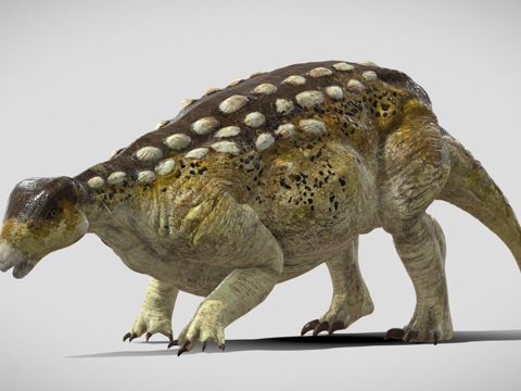  欧洲盾甲龙绑定3d模型 