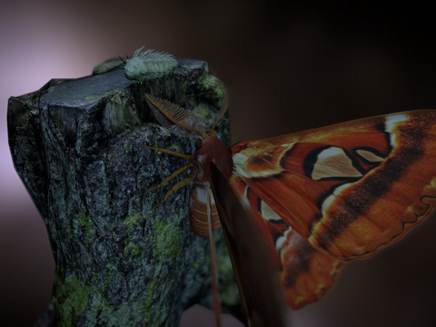  八重山蚕蛾午夜时分3d模型 