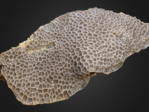  加迪诺珊瑚新鲜样本3d模型 