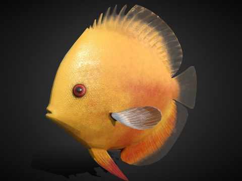  盘丽鱼绑定3d模型 