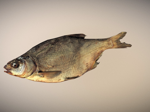  照片级低多边形扫描大鱼干3d模型 