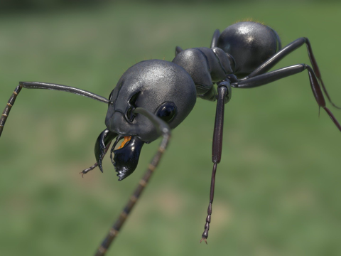  日本弓背蚁3d模型 