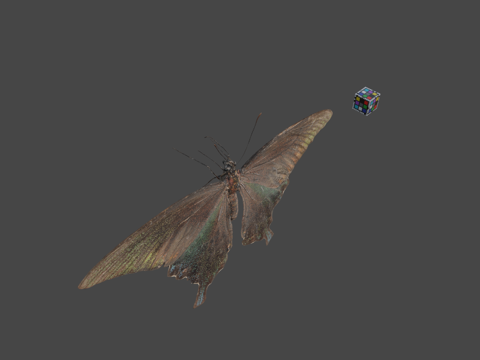  CC0八重山乌鸦凤蝶孔雀蛱蝶3d模型 