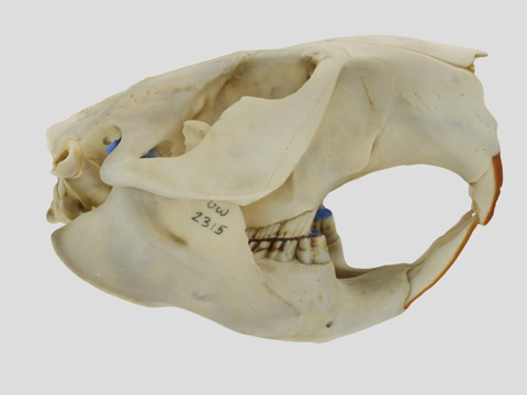  UWYMVMamm2315加拿大河狸头骨3d模型 