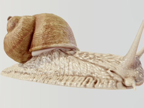  罗马蜗牛3d模型 