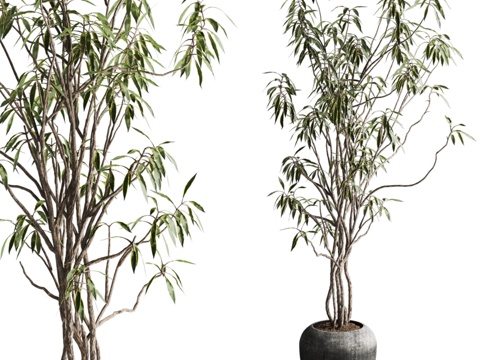  现代盆栽3d模型 