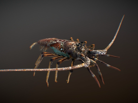  加勒比龙虾3d模型 