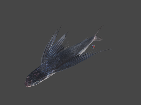  CC0 筑紫飞鱼  飞鱼异尾飞鱼3d模型 