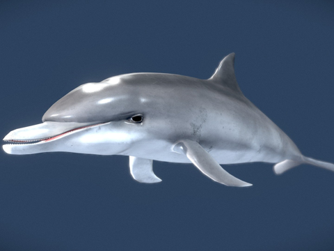 宽吻海豚3d模型 