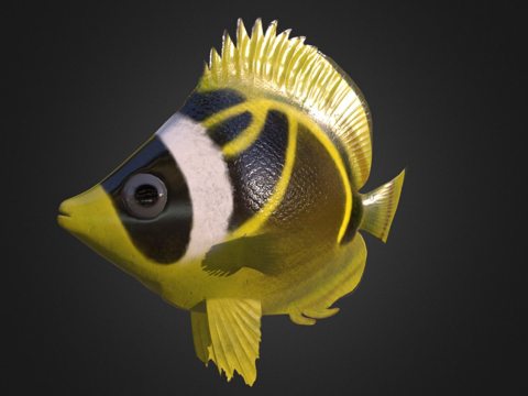  蝴蝶鱼绑定3d模型 